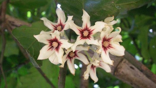 bunga tanaman kola genus cola